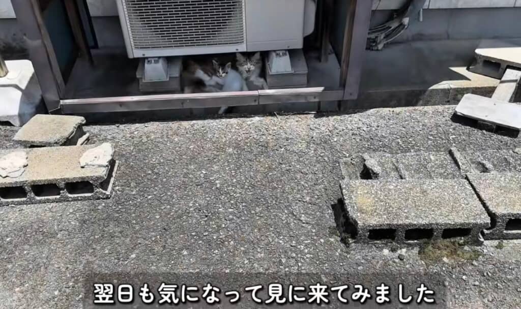 翌日、会いに行くとそばに子猫もいました