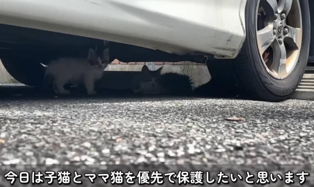 子育てには危険な環境なため、保護することに