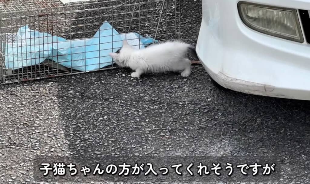 捕獲器の中になかなか入ってくれません