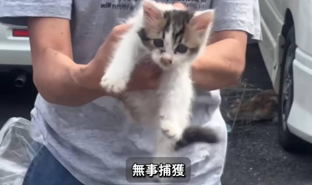 子猫の捕獲に成功