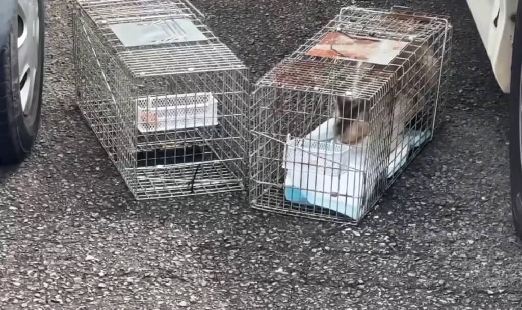 辛抱強く待ち、母猫も確保