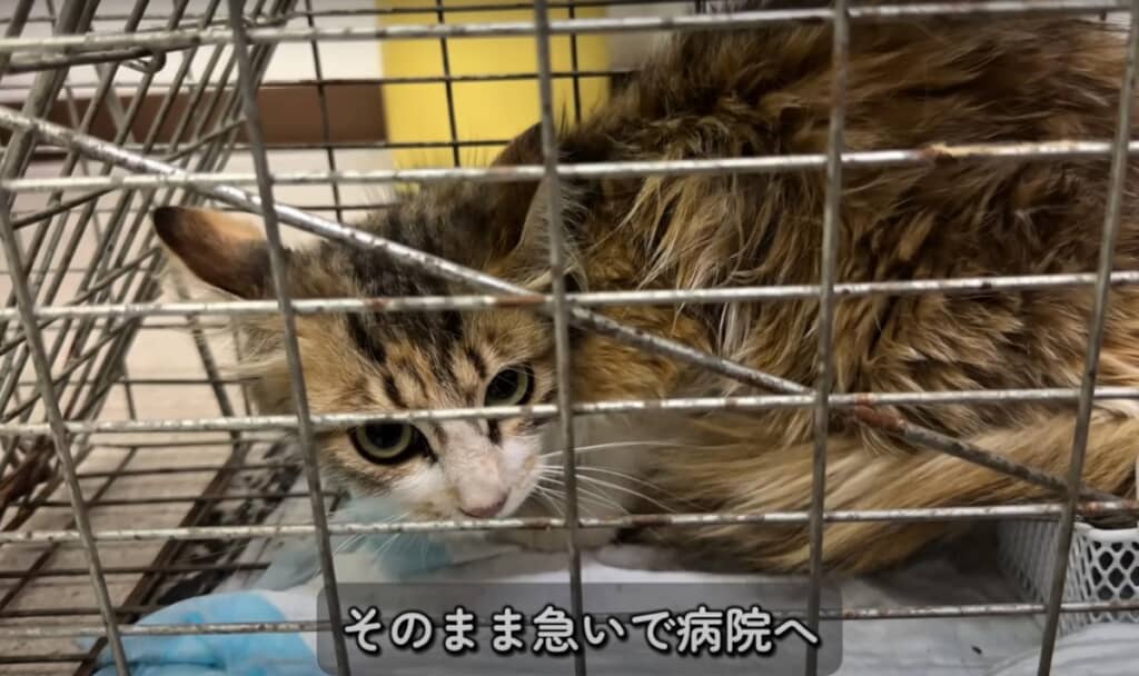2匹はそのまま急いで病院へ