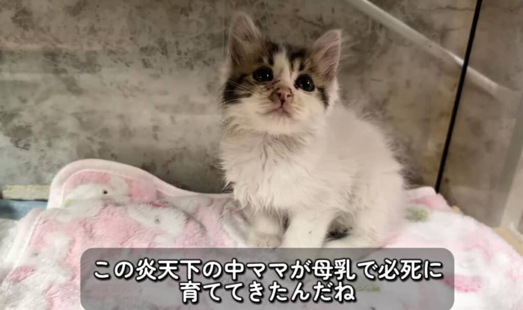 頑張って生きたね