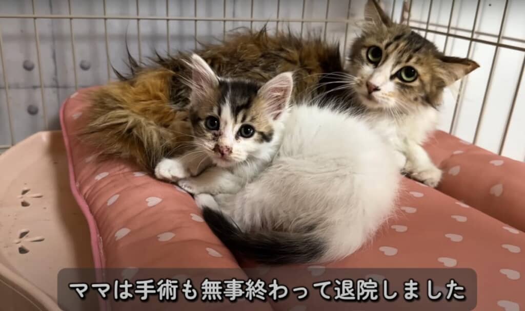 これからは快適な環境で幸せに過ごしてね