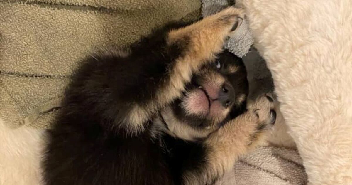 「小熊っぽい」と言われた子柴犬→3年後……　同じポーズで撮影した“現在の姿”に驚き「本当に変わるもんだね」 | 犬 ねとらぼ