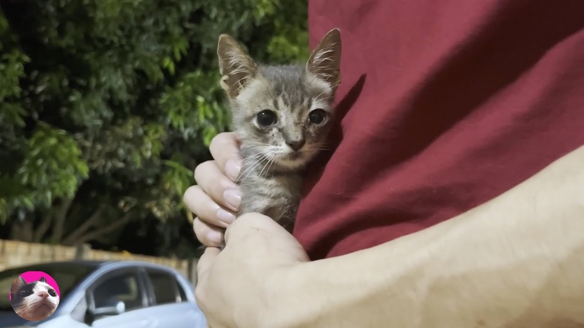 犬にいじめられていた保護子猫が“猫が17匹いる家”で育つと→「衝撃」「本当に感動」　1年後、ド肝を抜く成長に反響（1/3） | 猫 ねとらぼ