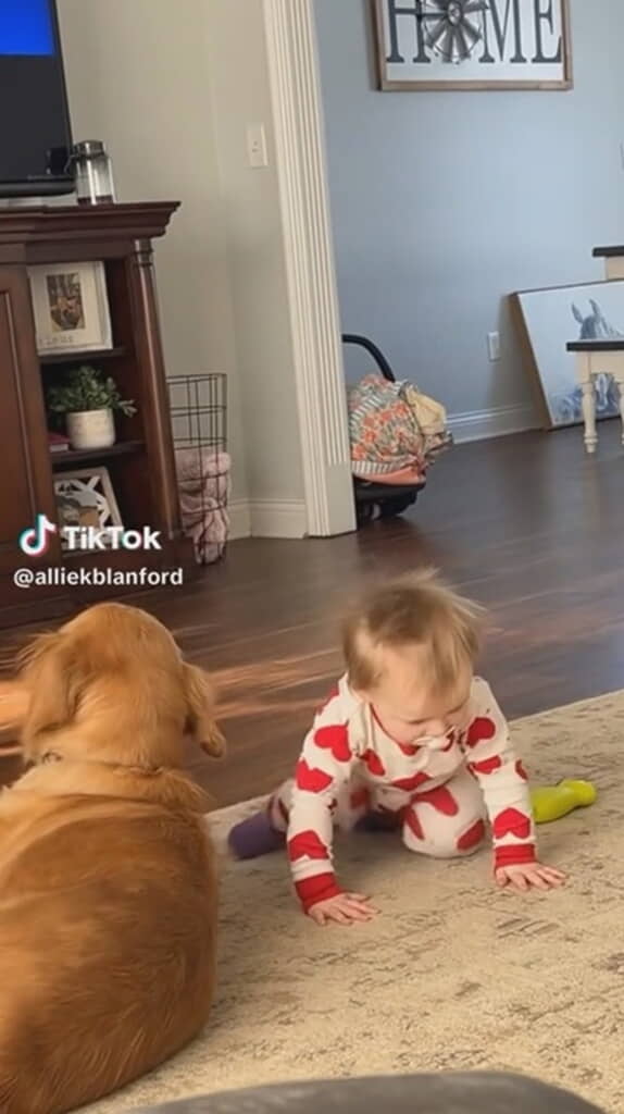 赤ちゃんと犬