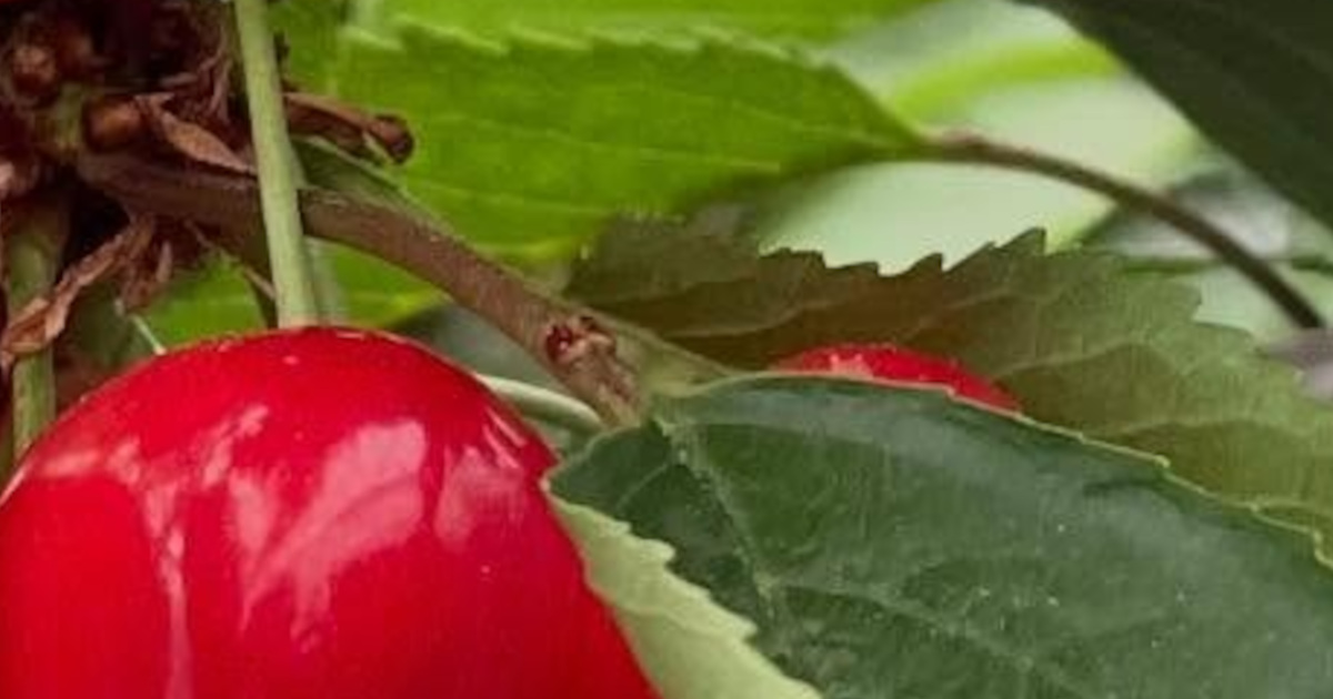 長野のさくらんぼ農家、摘果をしないで育てると……　“予想外すぎる実り方”に「ミャクミャクみたい」「これはこれでいい」（1/3） | ライフスタイル ねとらぼ