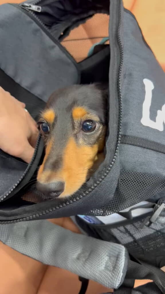 ひょこっと顔を出した、まだ何もしらないこうちゃん