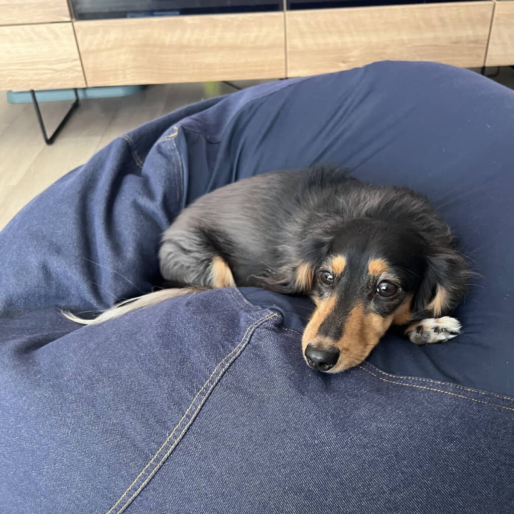 ソファはこうちゃんが占拠！
