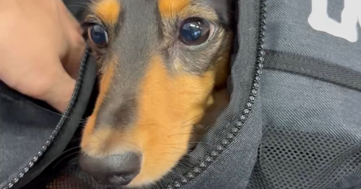 【衝撃】愛犬が「ここがどこ？」と悟った瞬間…！1200万回再生を超える感動リアクションに涙が止まらない