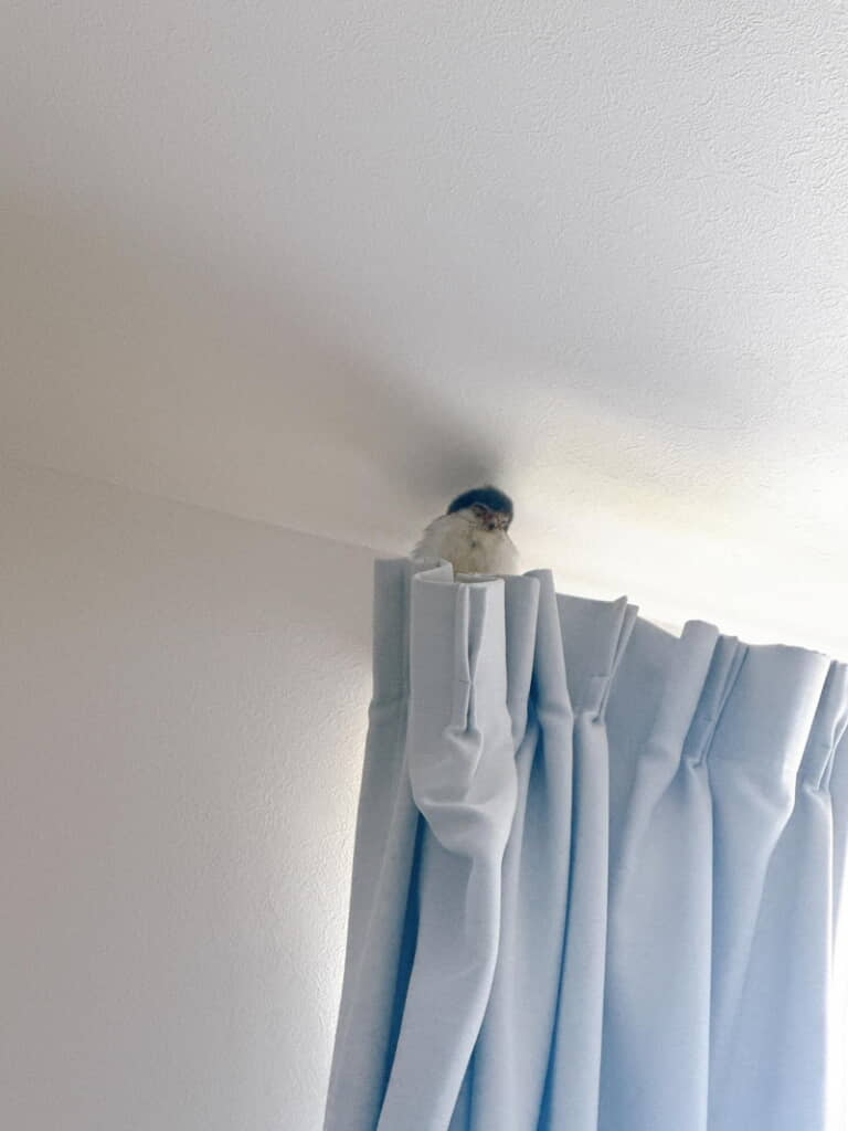 うとうと顔もかわいい