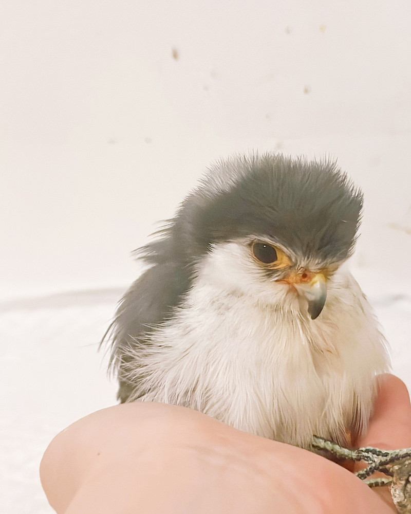 片手にすっぽり