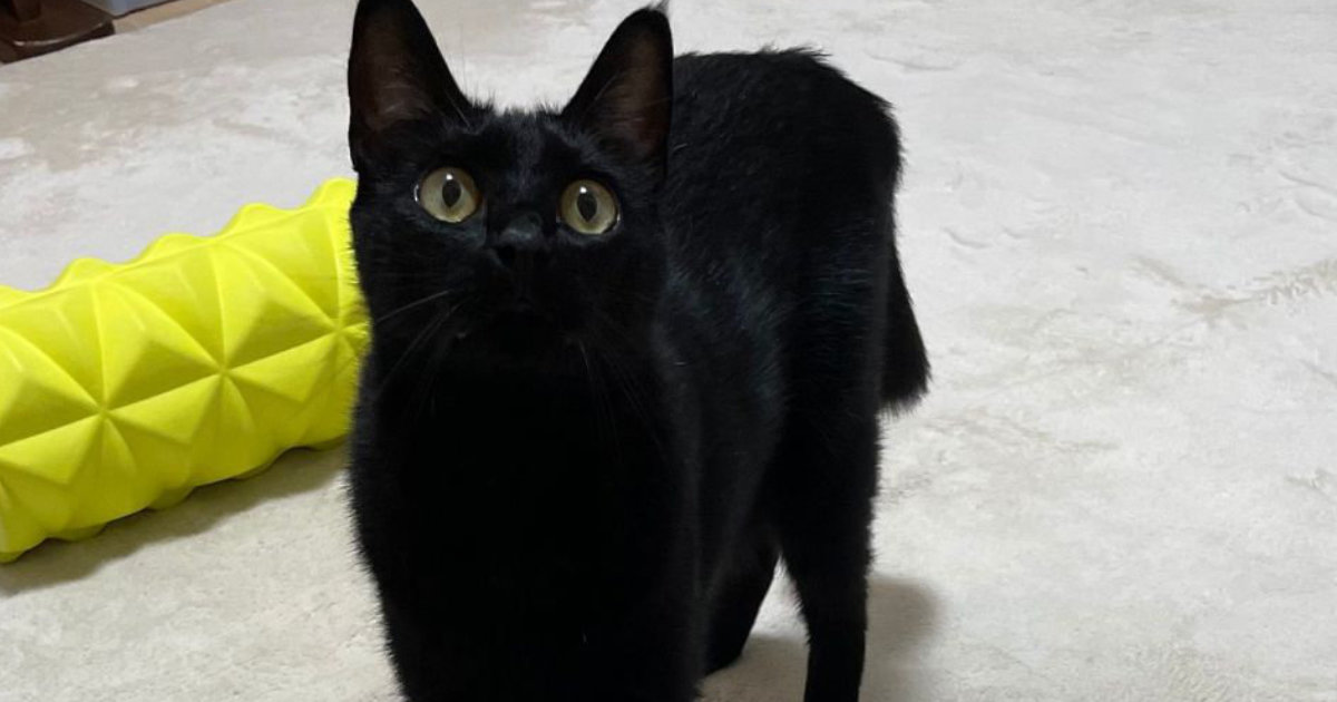 黒猫がカーペットに魔法陣を描き始め…………直後の“光景”が「意味深」と
