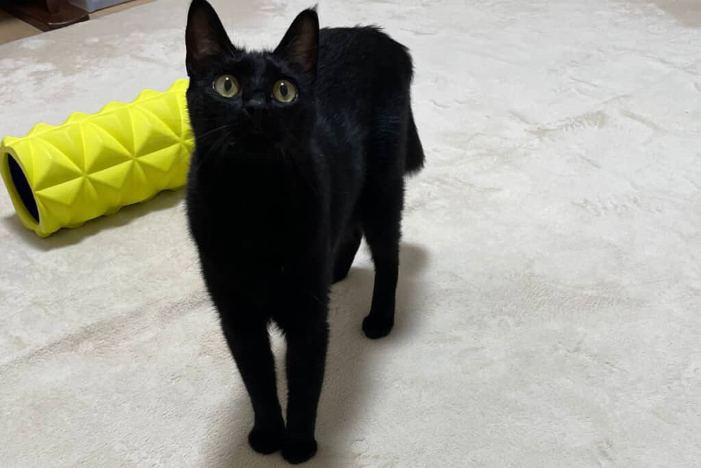 何かを訴えるように見上げるノアールちゃんが。そこに描かれていたのは……