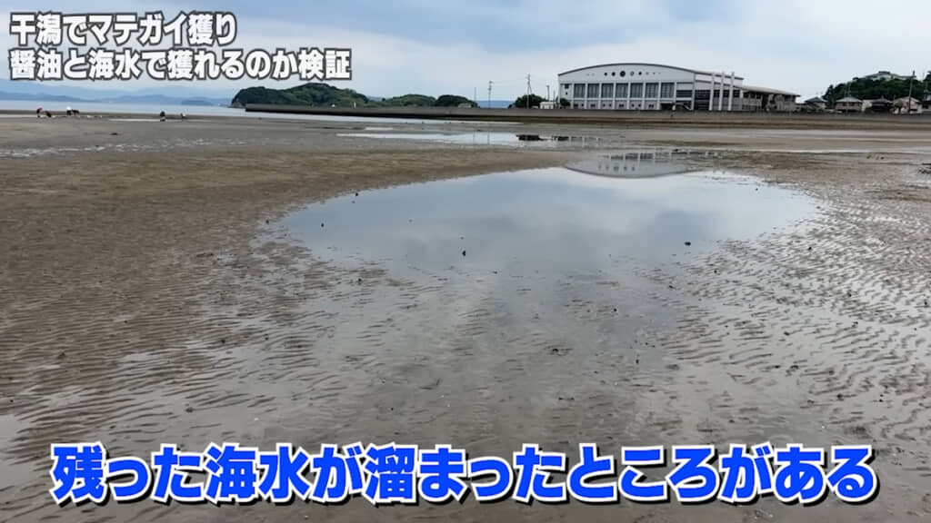 こちらの干潟でマテガイを探します