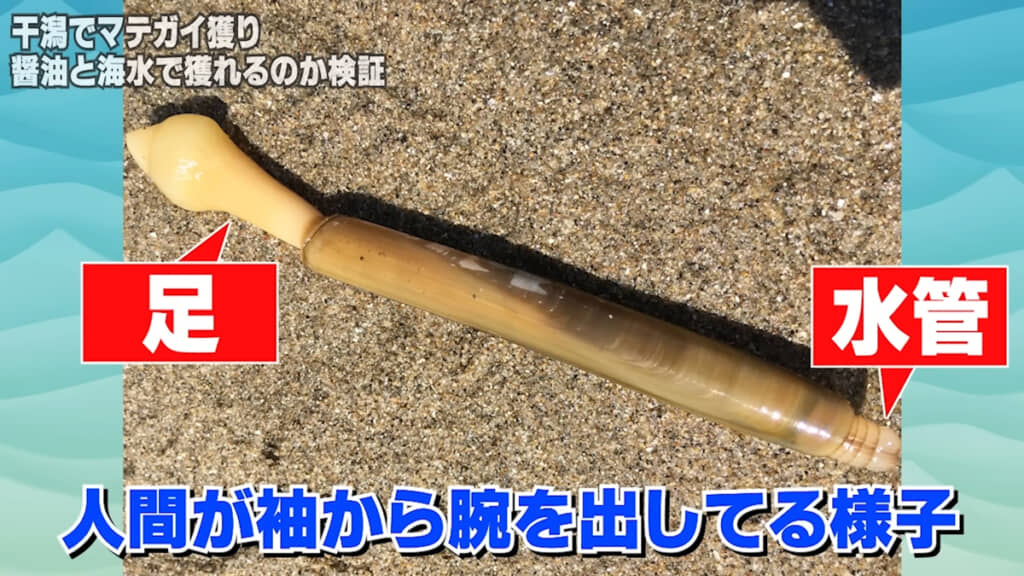 こちらが今回狙う「マテガイ」です