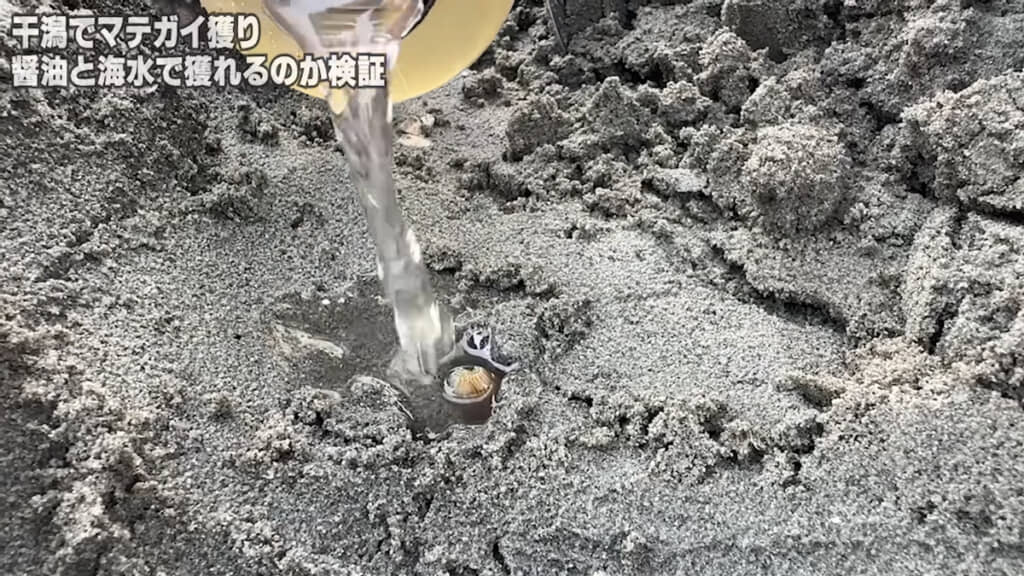 高濃度の海水はマテガイがやや出にくかったとのこと