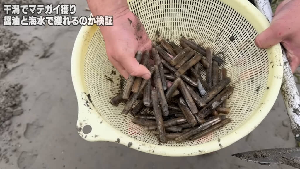 1時間でたくさんのマテガイが獲れました◎