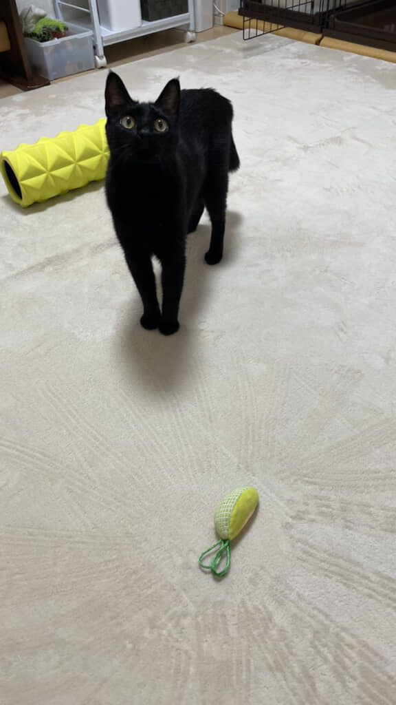 まるで魔法が発動する直前のような光景が……！