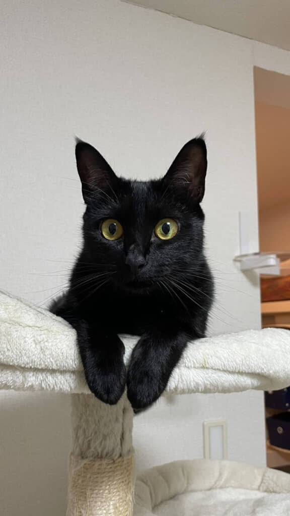 ちょこんとおててがたまらない