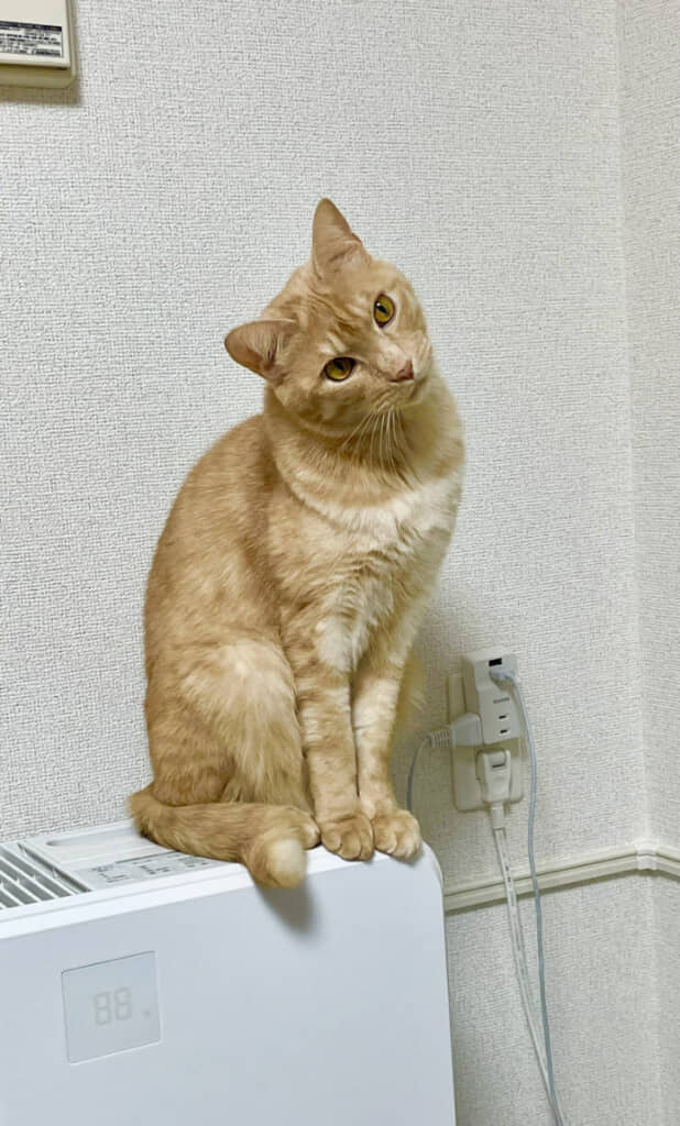 首をかしげるティーグルくん