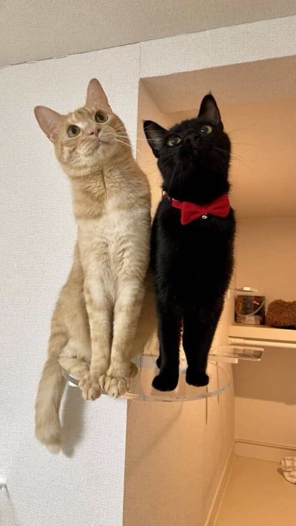 シンクロしちゃう兄妹猫ちゃんズ