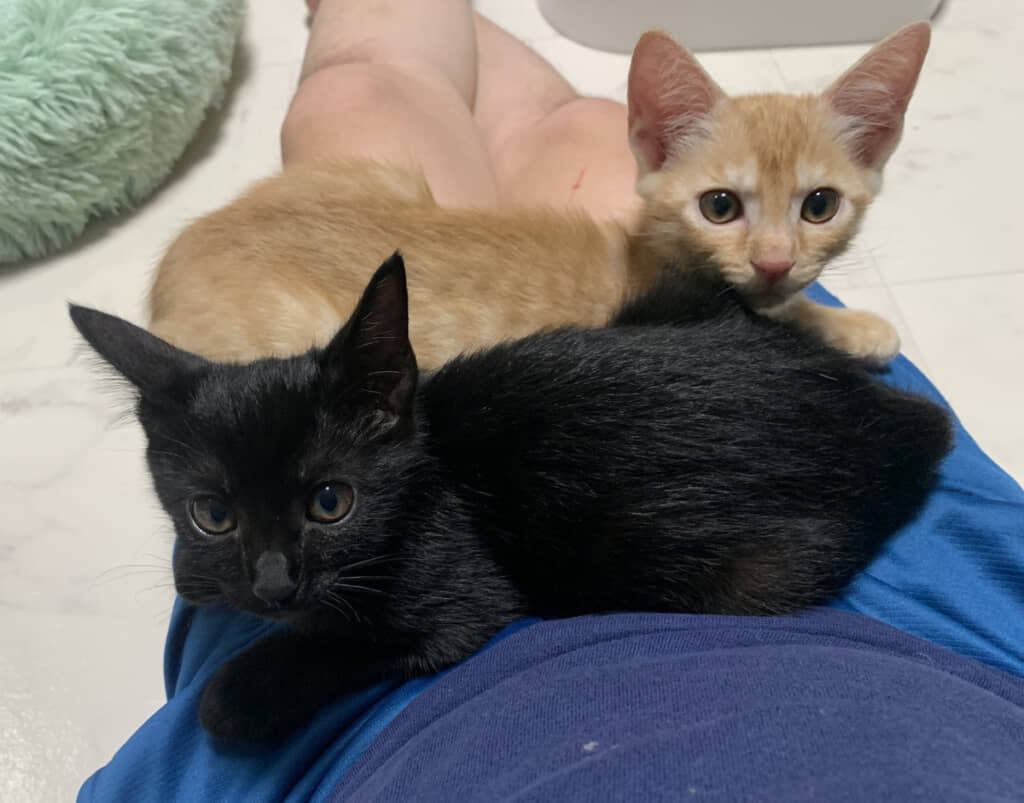 お迎えしたばかりのころ