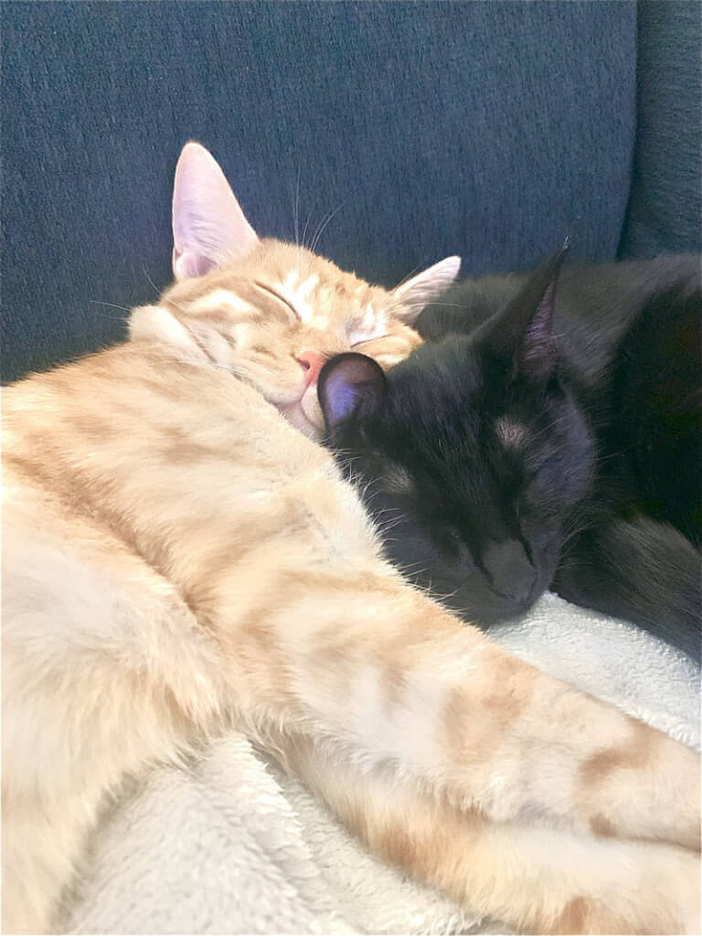 仲良くスヤスヤ