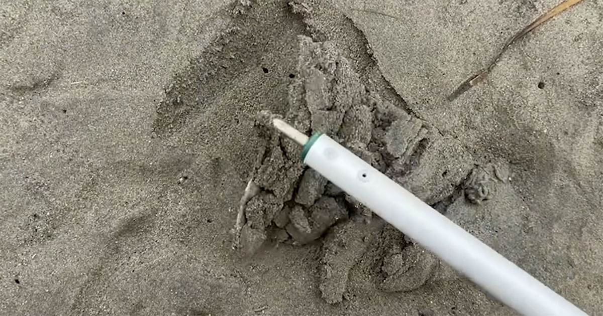 大潮の干潟を1時間掘り続けたら……　大量に現れた“クセ強なヤツ”に「初めて見ました」「最近めっきり見ないですね」（1/3） | その他生き物 ねとらぼ