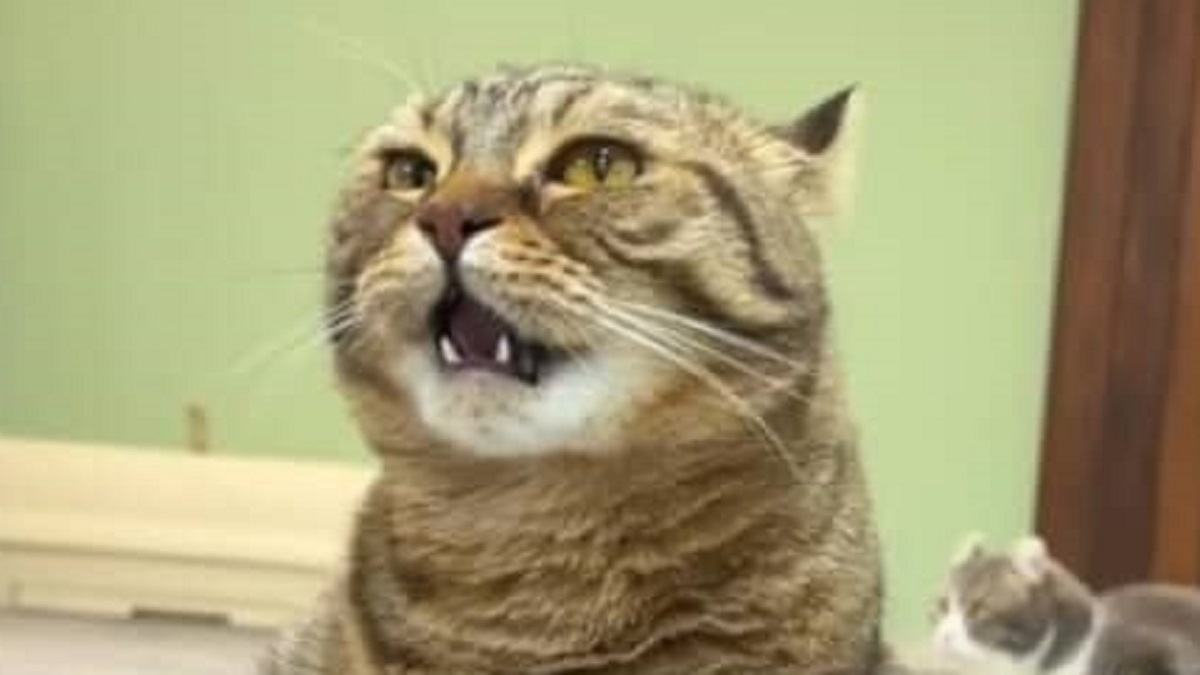 猫にホタテをのせてみたら→「あかん!!」「腹痛い」　飼い主爆笑、衝撃の姿に反響「繰り返し見ても笑う」（1/3） | 猫 ねとらぼ