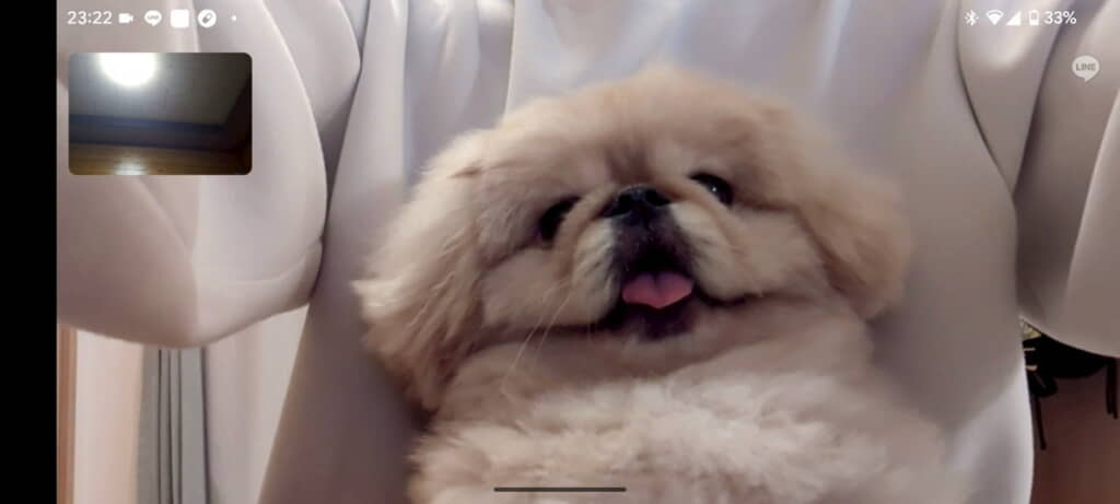 ちょっと楽しそう