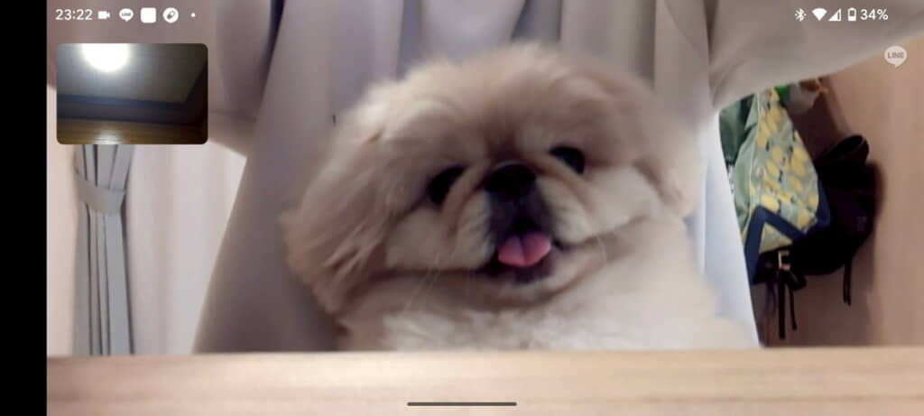 飼い主さんのそばでうれしいね