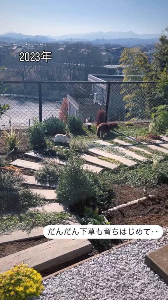 2023年には下草が育ち始めます