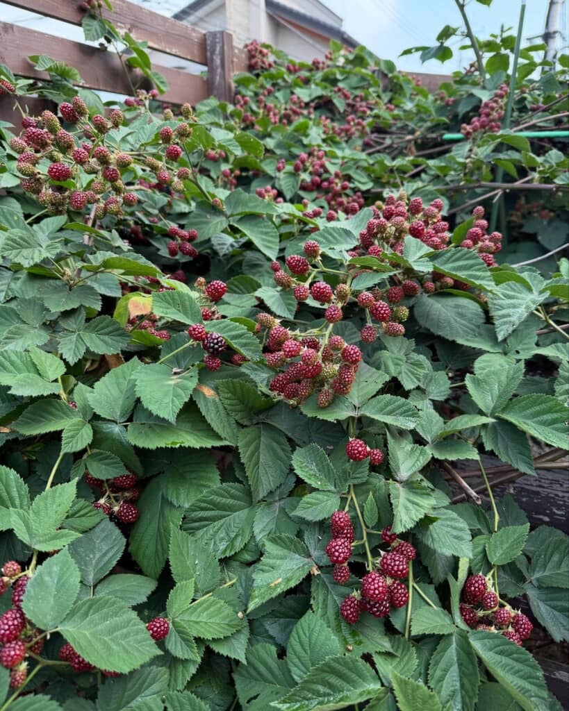 まだまだこんなにたくさん……！