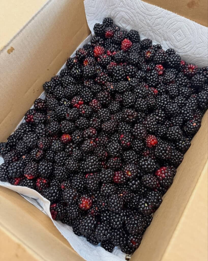 大量のブラックベリー