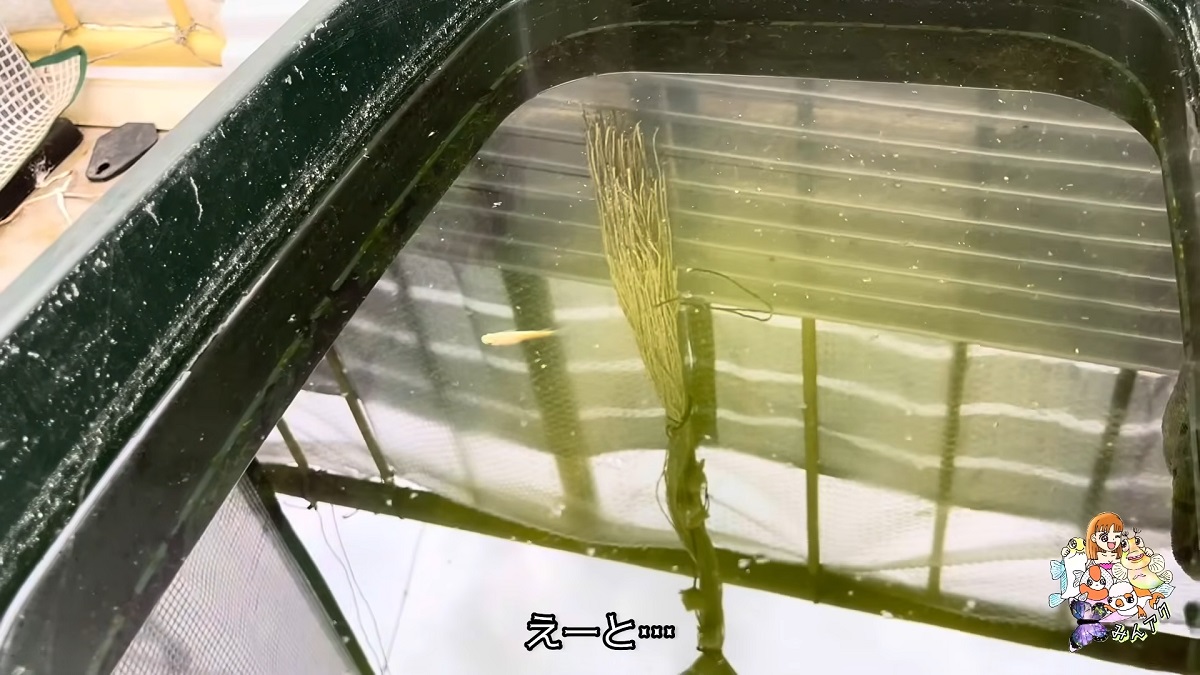 福袋に入ってた定価3万円の大事な高級魚、半年後“まさかの異変”で「どうすりゃいいの」「涙が」　驚きの結末に反響（1/3） | その他生き物 ねとらぼ