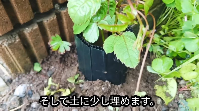 プラダンの筒でヤブガラシを囲った状態