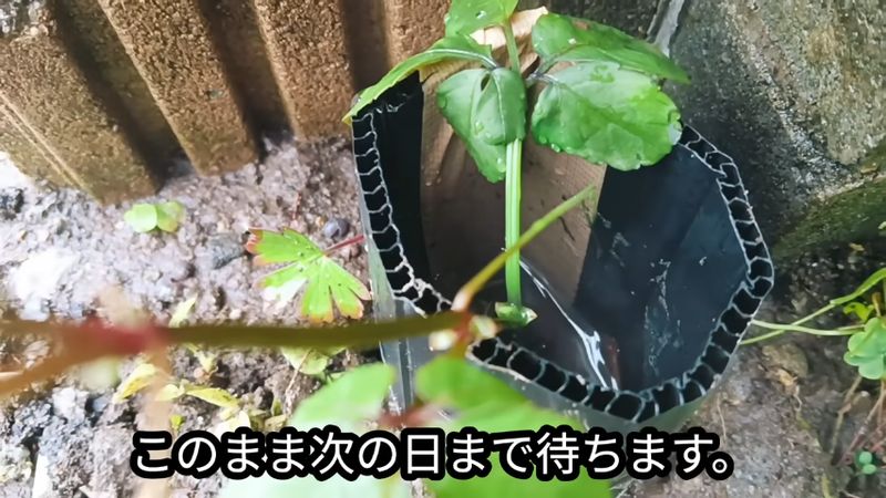 プラダンの筒にたまった熱湯