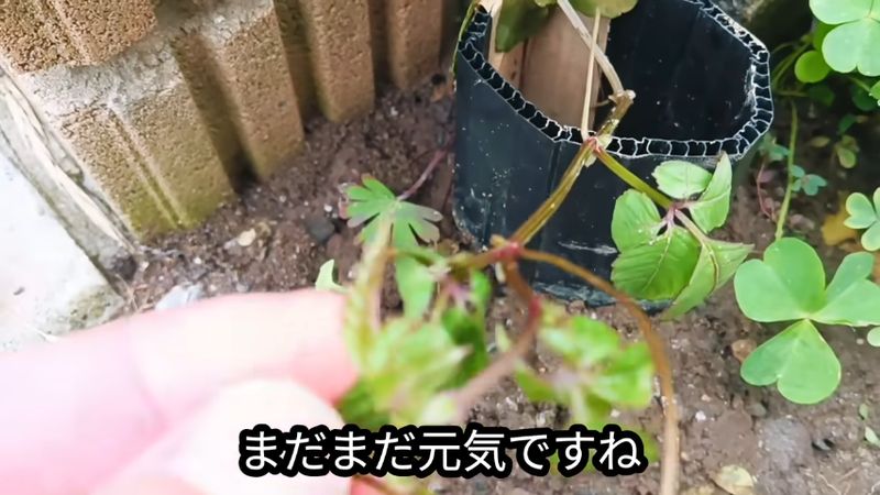 熱湯を1回かけられてもまだ元気がある葉