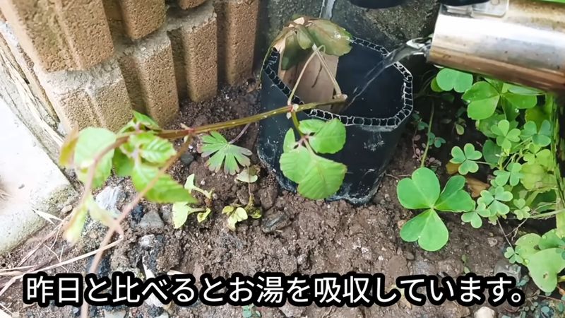 熱湯をもう一度注ぐ