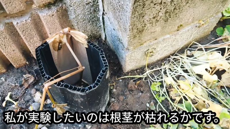 しおれた地上の葉と茎