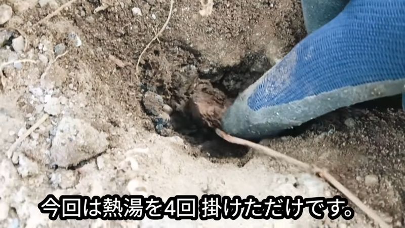 4回熱湯をかけられてフニャフニャになった根茎