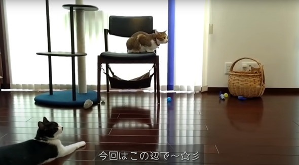 それでも猫ちゃんとの暮らしは幸せがいっぱい◎