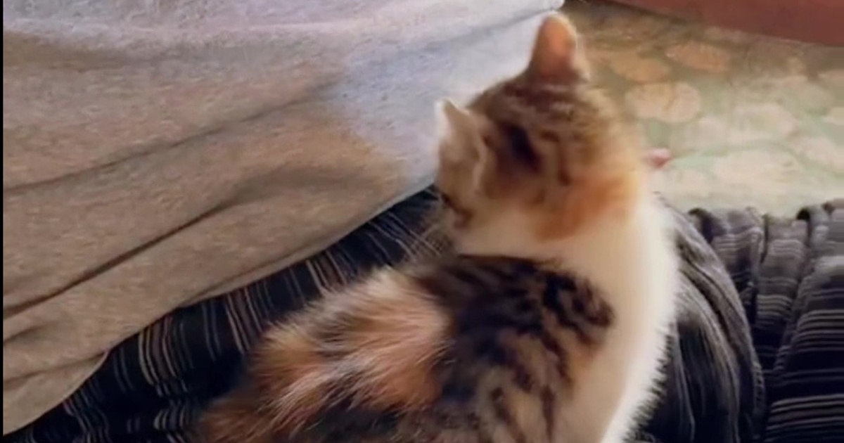 子猫に近づかれるのも嫌だった父が……「洗脳完了ですね」「うちと全く同じです」　別人のような激変が110万再生（1/3） | 猫 ねとらぼ