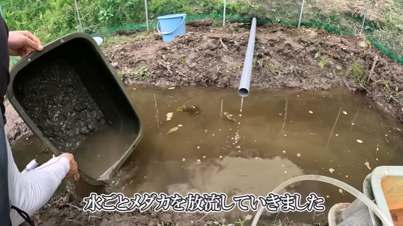 容器を傾けて水ごとメダカを池に放つ