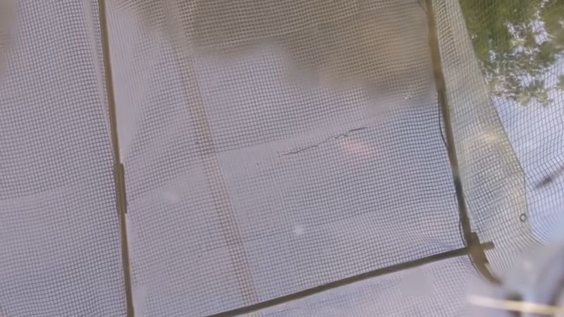 放流の翌日、池で元気に泳いでいるメダカ