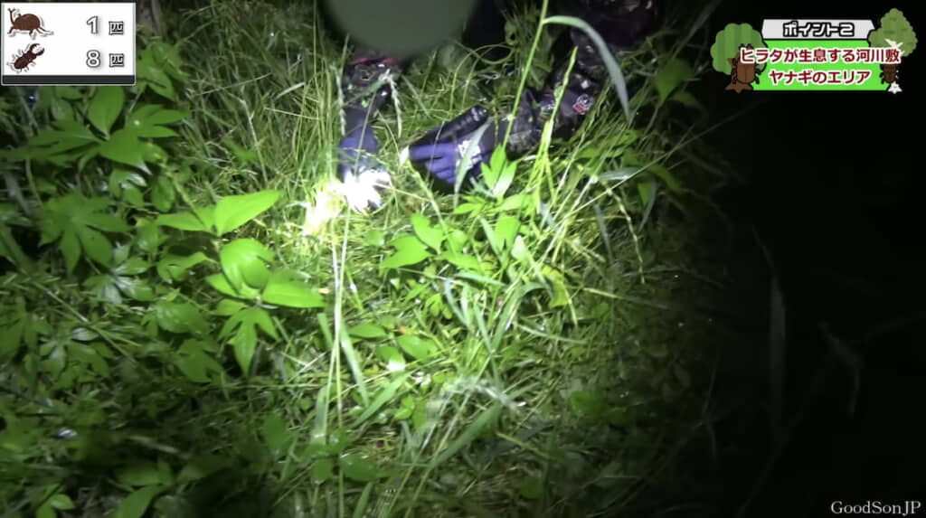 ヤナギの木の近くの草むらにヒラタクワガタを発見！

