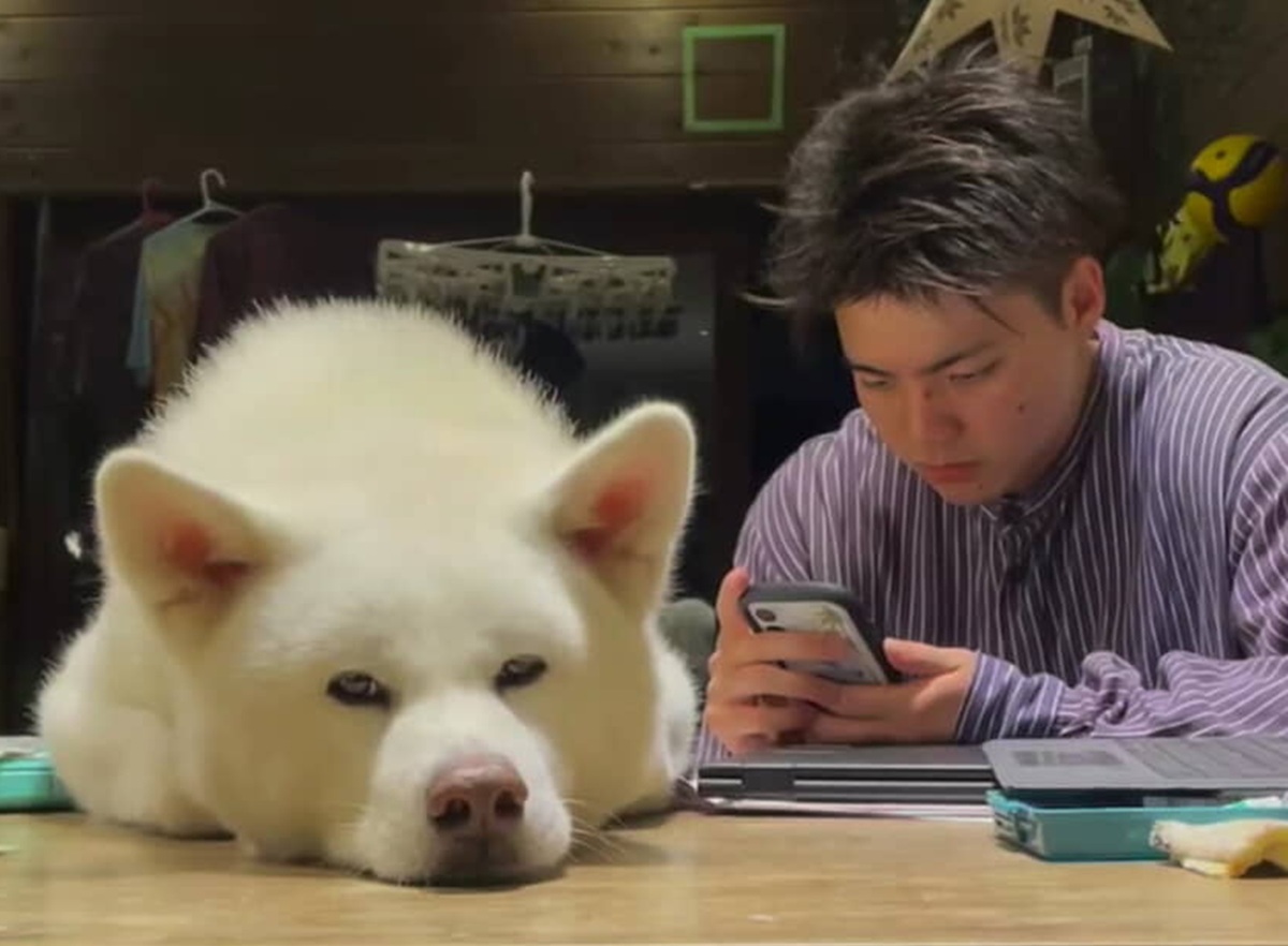 息子とくつろぐ秋田犬、その足元を見るとまさかの……　とんでもないギャップに「釘付けーーー！」「上と下同じイッヌですかーーー」と驚き（1/3） | 犬 ねとらぼ