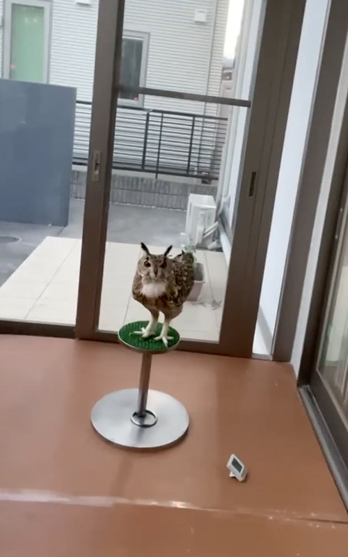 え？　おかえり！